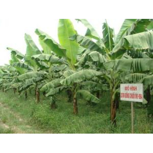 Vùng nguyên liệu