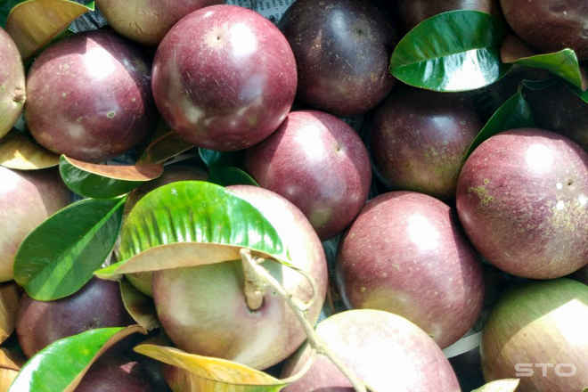 Món ngọt giải nhiệt mùa hè từ vú sữa